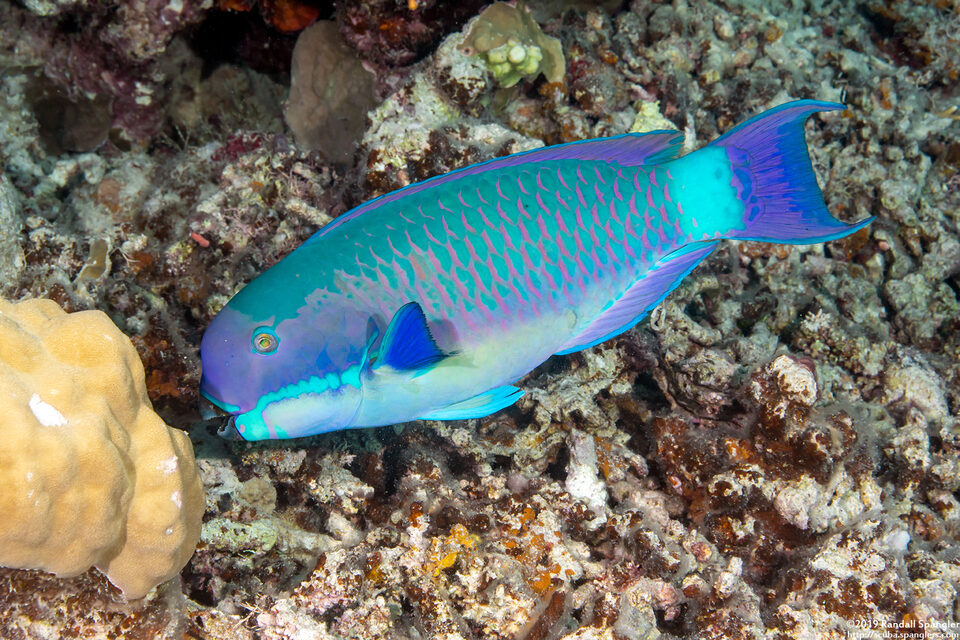 Chlorurus microrhinos (Steephead Parrotfish)