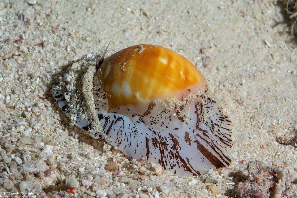 Natica vitellus (Calf Moon Snail)