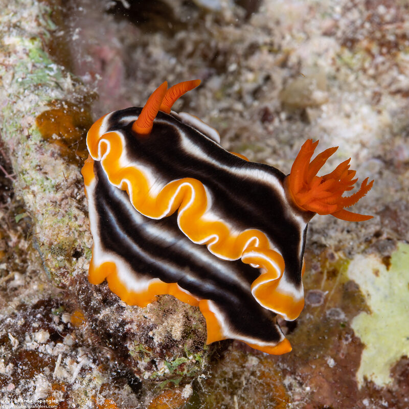 Chromodoris magnifica (Magnificent Chromodoris)