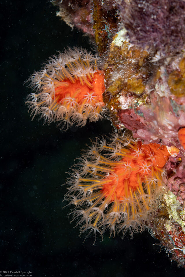Parasphaerasclera sp.1 (Fuzzy Carrot)
