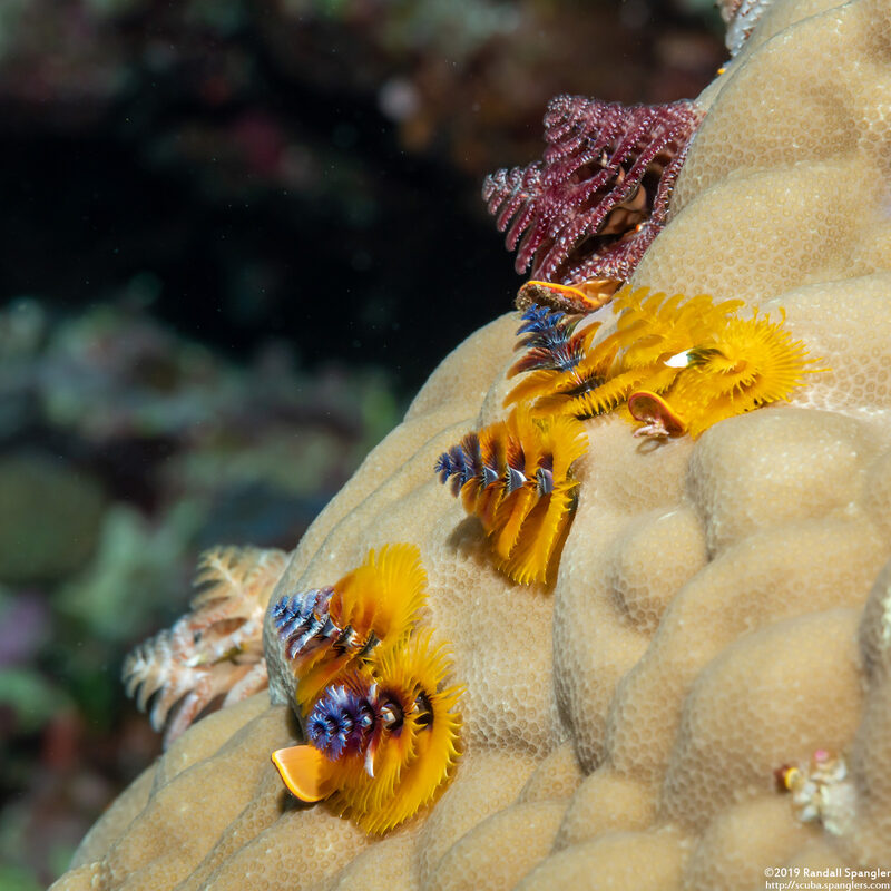 Spirobranchus sp.1 (Christmas Tree Worm)