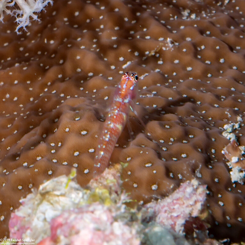 Eviota melasma (Melasma Dwarfgoby)