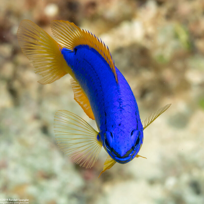 Chrysiptera taupou (South Seas Devil)