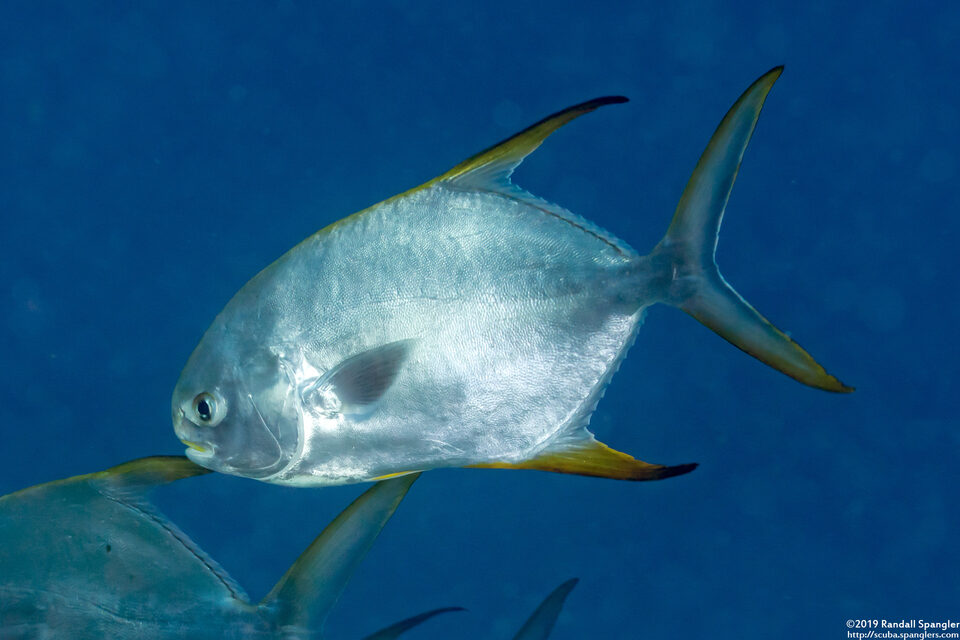 Trachinotus blochii (Snubnose Pompano)