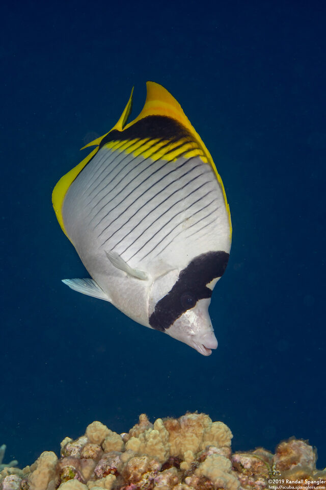 Chaetodon lineolatus (Lined Butterflyfish)