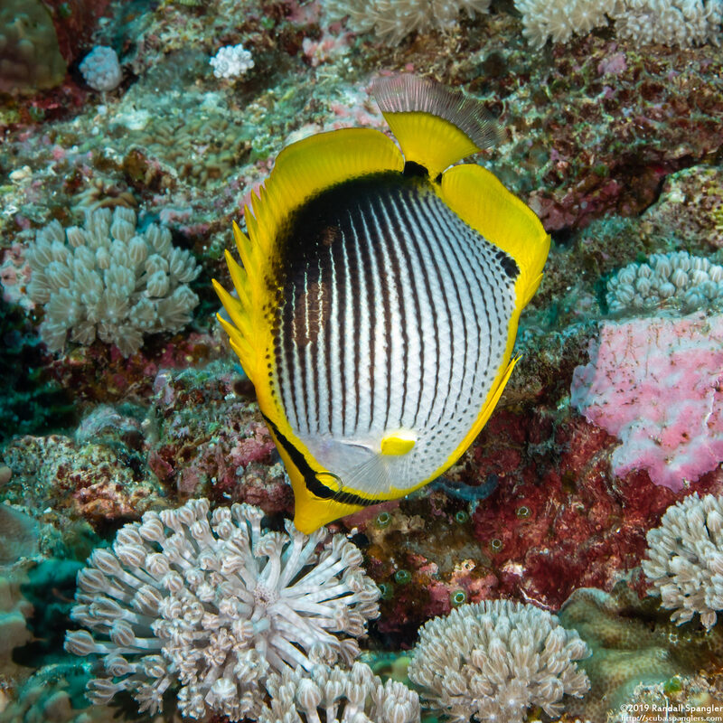 Chaetodon melannotus (Black-Backed Butterflyfish)