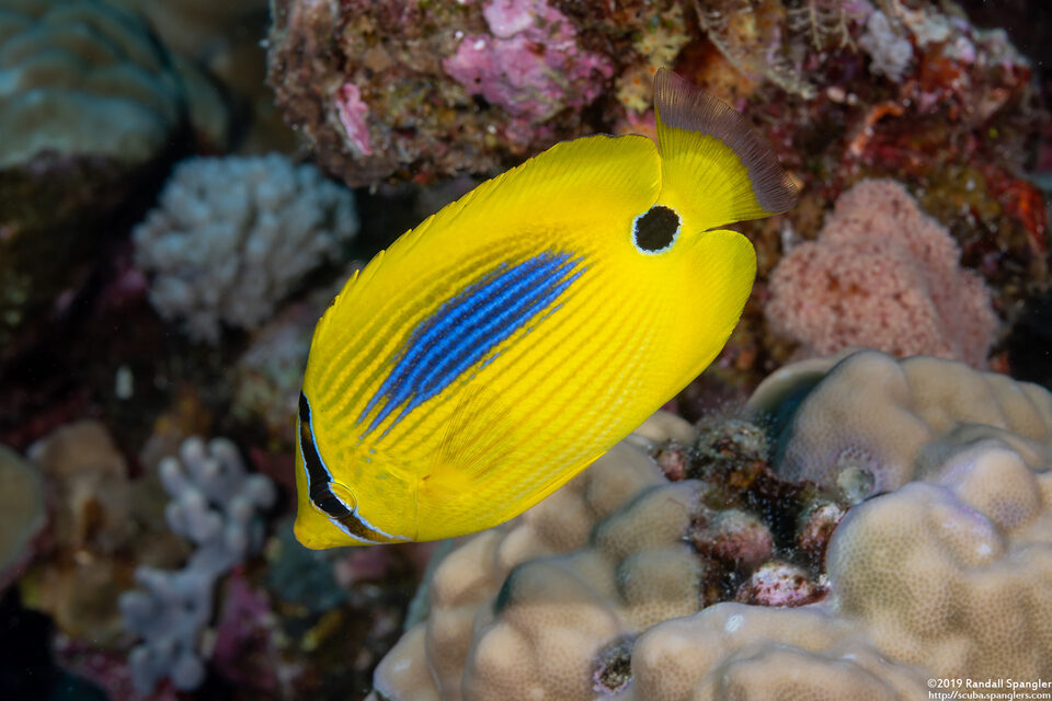 Chaetodon plebius (Blue-Spot Butterflyfish)