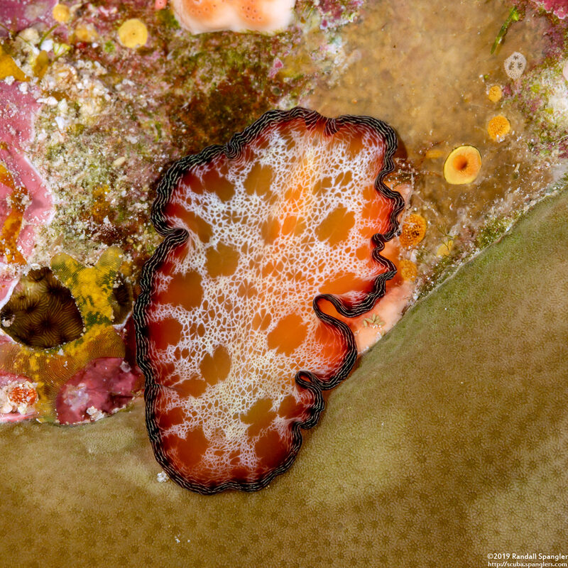 Pseudobiceros cf. fulgor (Pseudobiceros cf. Fulgor)