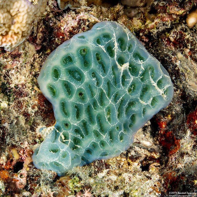 Lissoclinum patella (Lissoclinum Patella)