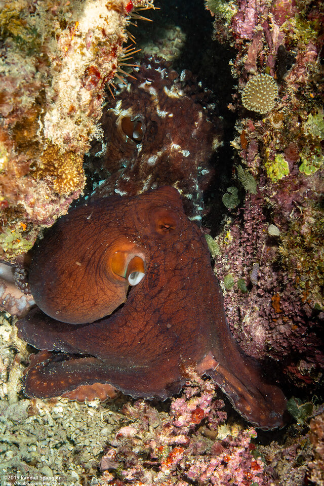 Octopus cyanea (Day Octopus); Mating