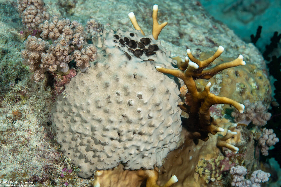 Diacarnus sp.1 (Diacarnus sp.1)