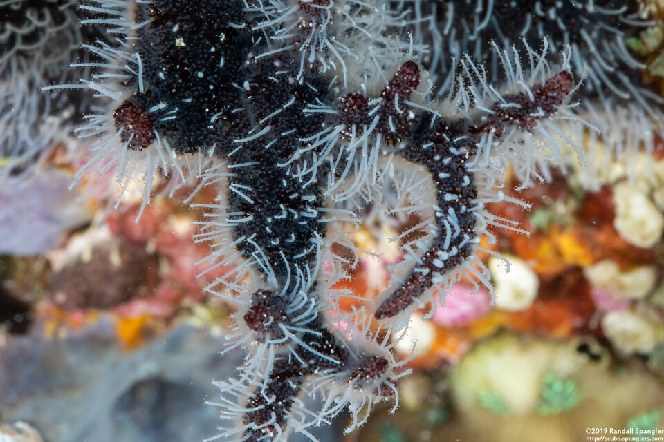 Zanclea divergens (Zanclea Divergens)