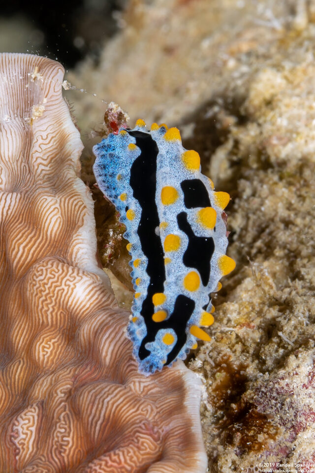 Phyllidia coelestis (Celestial Phyllidia)