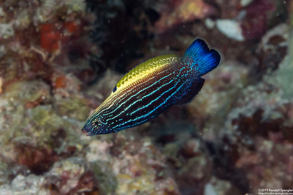 Labropsis xanthonota (Wedge-Tailed Wrasse)