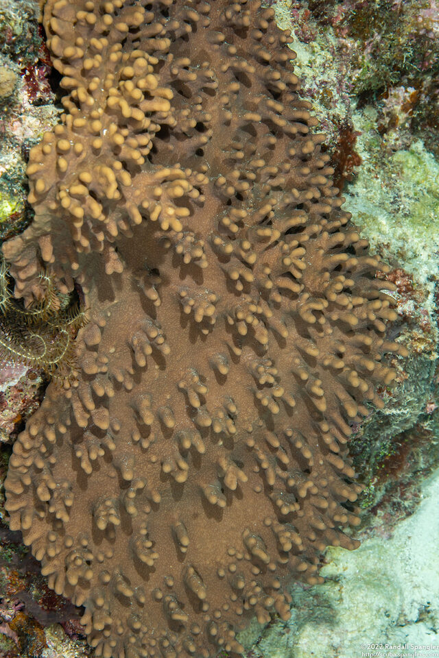 Sinularia sp.1 (Leather Coral)