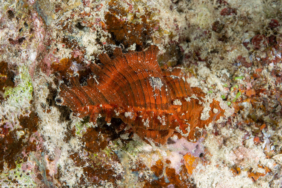 Chicoreus palmarosae (Rose-Branch Murex)