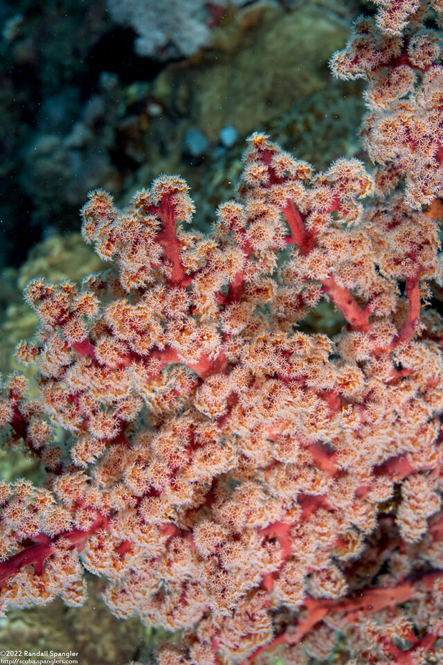 Siphonogorgia sp.2 (Siphonogorgia sp.2)