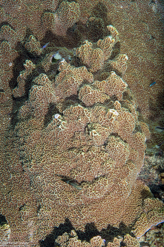 Montipora sp.1 (Montipora sp.1)