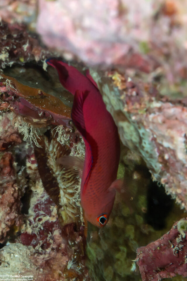 Cypho zaps (Checkered Dottyback)