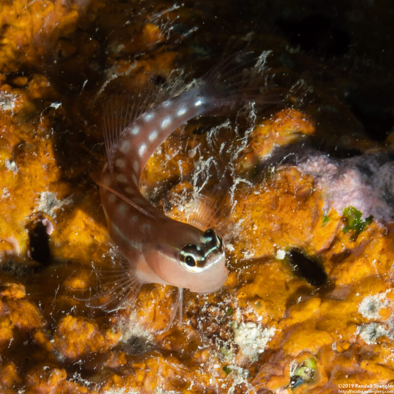 Ecsenius australianus (Australian Coralblenny)