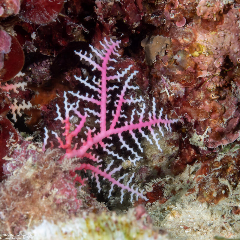 Stylaster gracilis (Pink Lace Coral)
