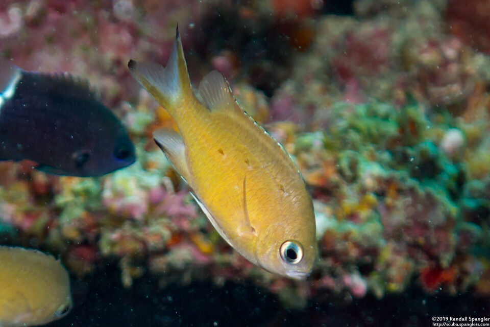 Chromis lepidolepis (Scaly Chromis)