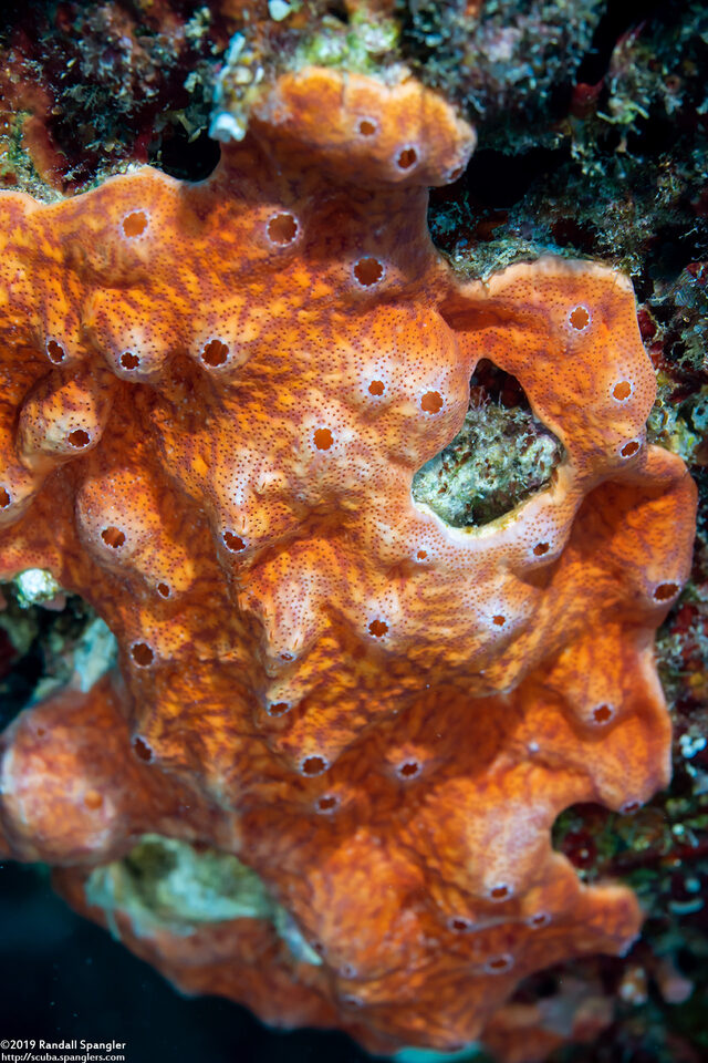 Didemnum sp.10 (Didemnum sp.10)