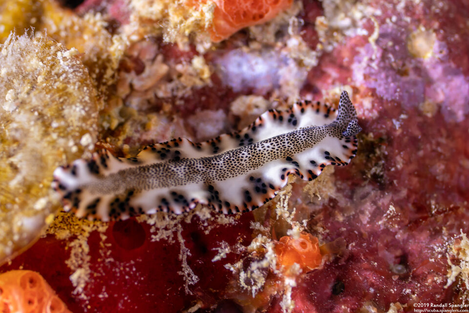 Maritigrella sp.1 (Maritigrella sp.1)