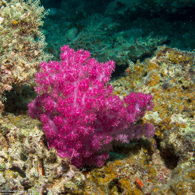 Dendronephthya sp.1 (Dendronephthya)