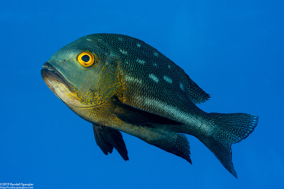 Macolor macularis (Midnight Snapper)