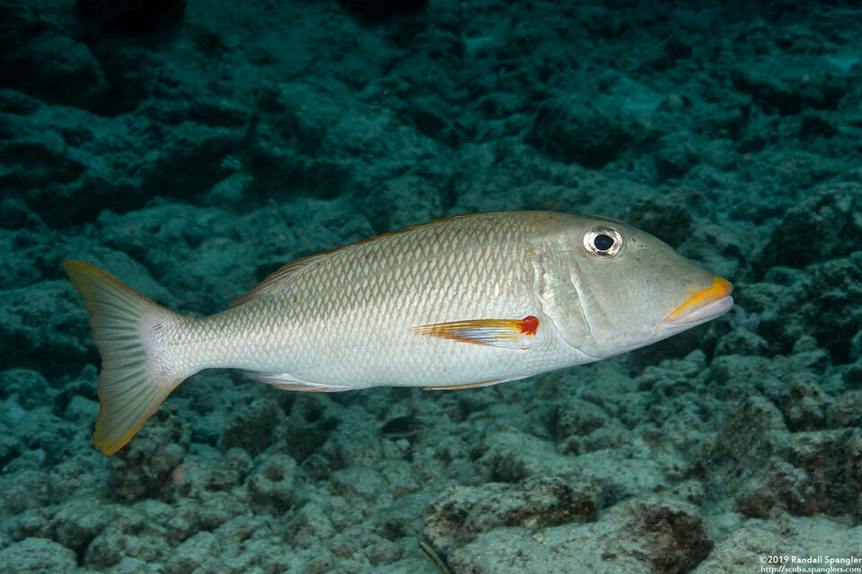 Lethrinus xanthochilus (Yellowlip Emperor)