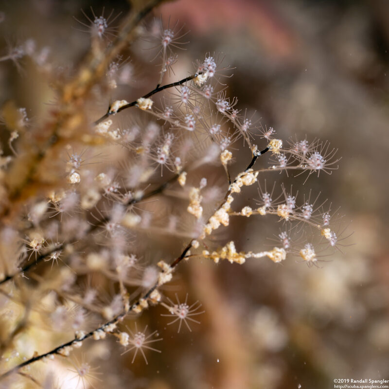 Pennaria disticha (Christmas Tree Hydroid)