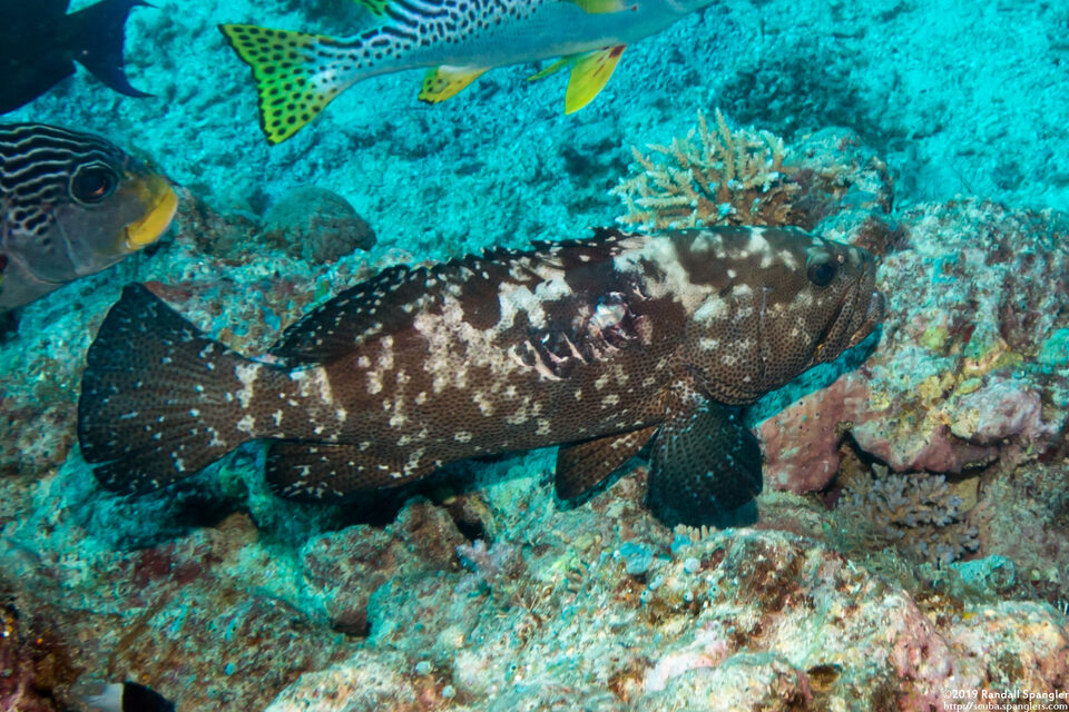 Epinephelus malabaricus (Malabar Grouper)