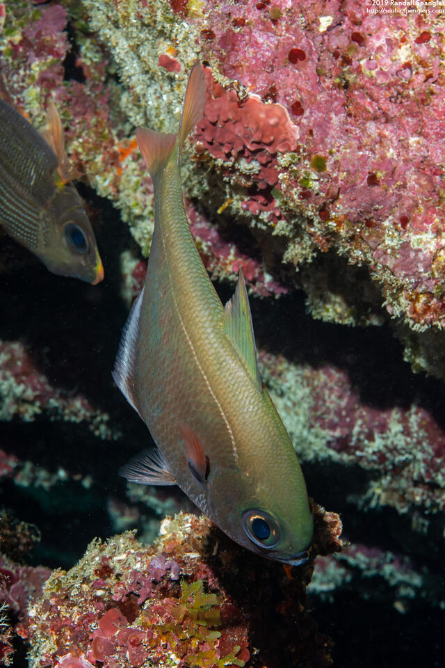 Pempheris oualensis (Copper Sweeper)