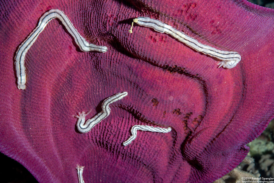 Synaptula lamperti (Lampert's Sea Cucumber)