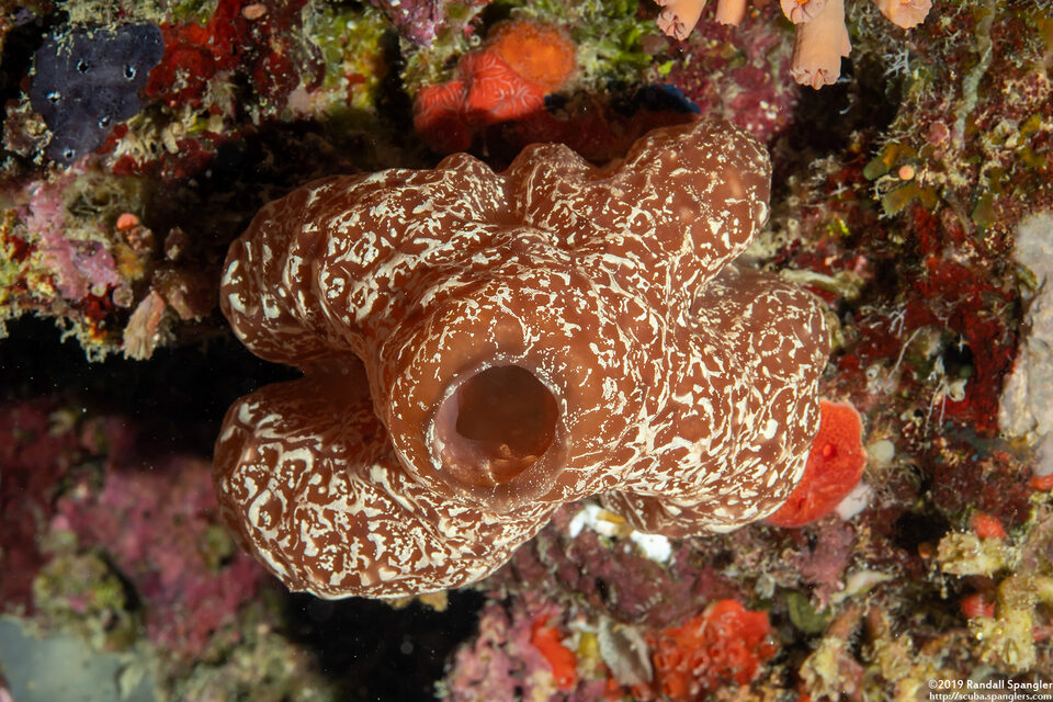 Hypodistoma deerratum (Hypodistoma deerratum)