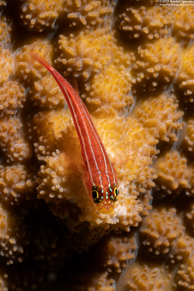 Helcogramma striata (Striped Triplefin)