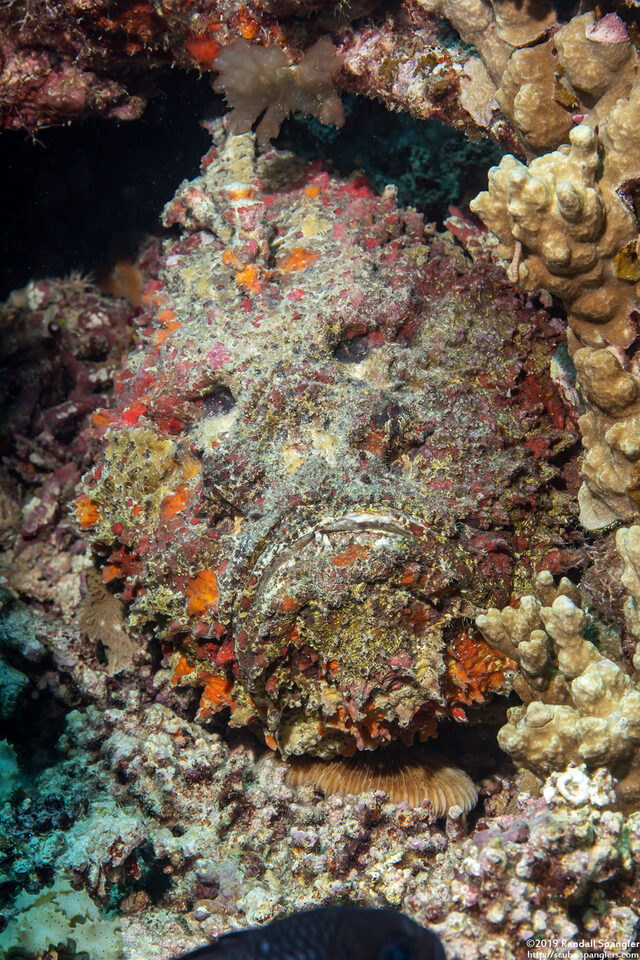 Synanceia verrucosa (Reef Stonefish)
