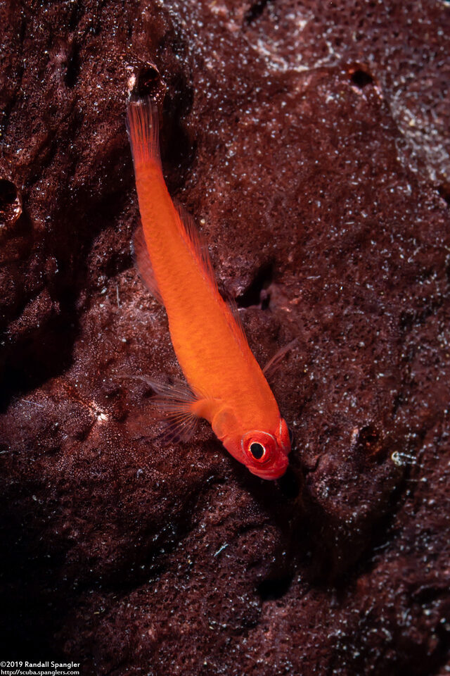 Trimma benjamini (Ringeye Pygmygoby)