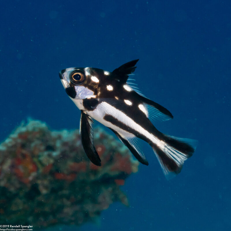 Macolor macularis (Midnight Snapper)