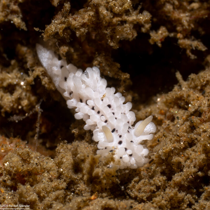 Aegires albopunctatus (Salt-and-Pepper Dorid)