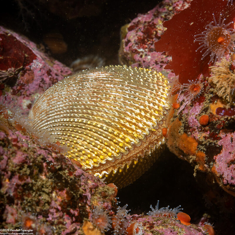 Dallocardia quadragenaria (Spiny Pricklycockle)