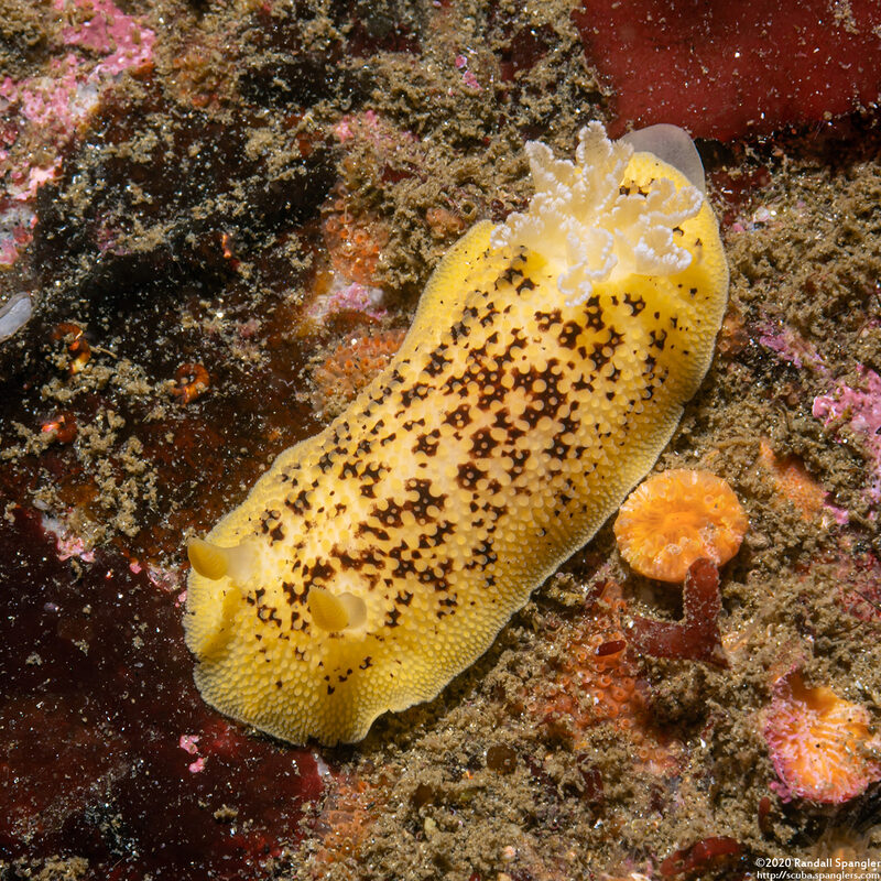 Peltodoris nobilis (Sea Lemon)