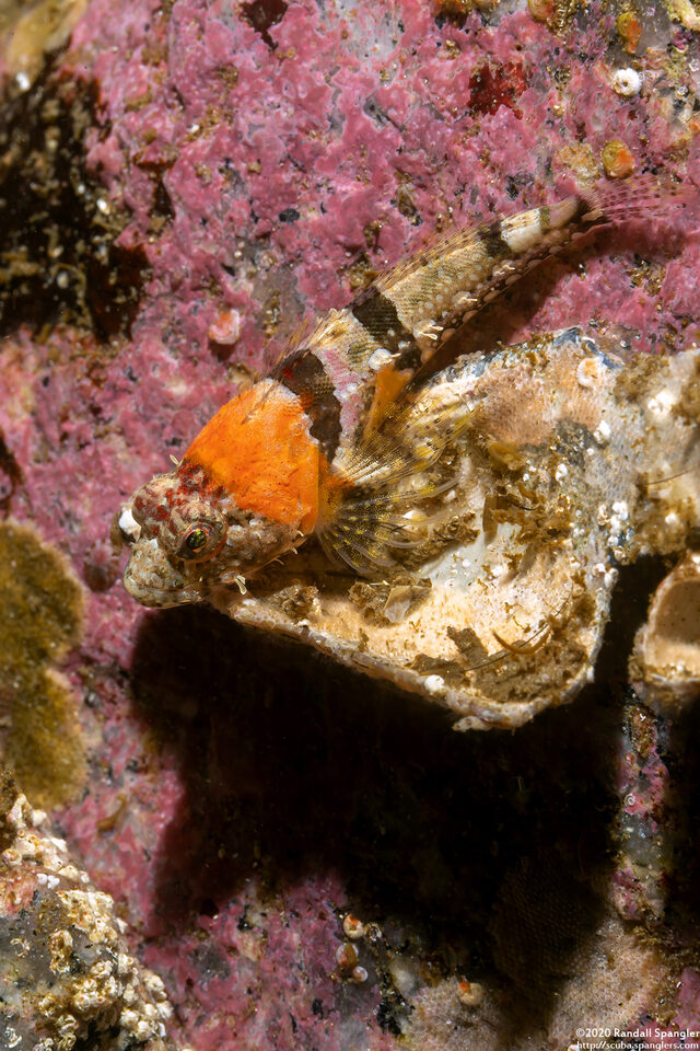 Artedius corallinus (Coralline Sculpin)