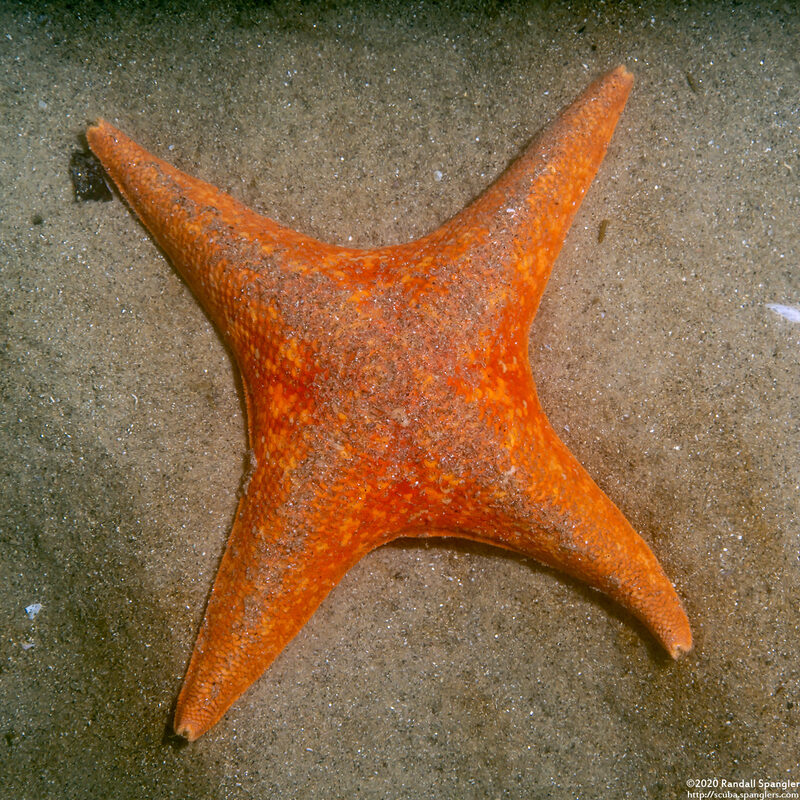 Patiria miniata (Bat Star)
