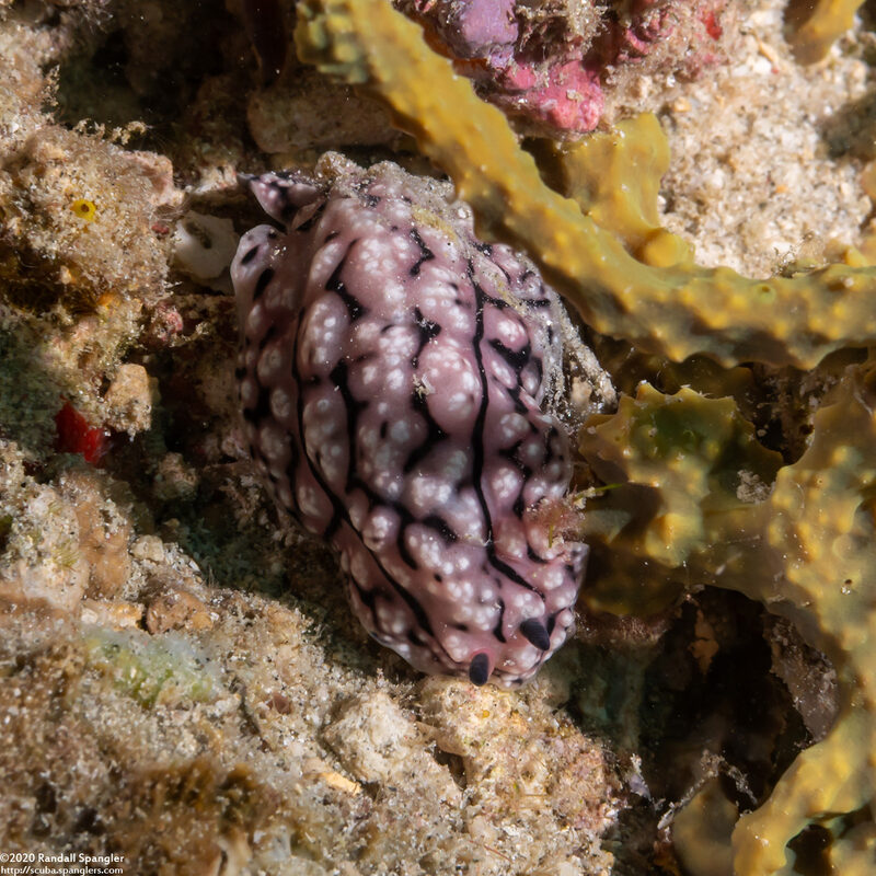 Phyllidiopsis fissurata (Phyllidiopsis Fissurata)