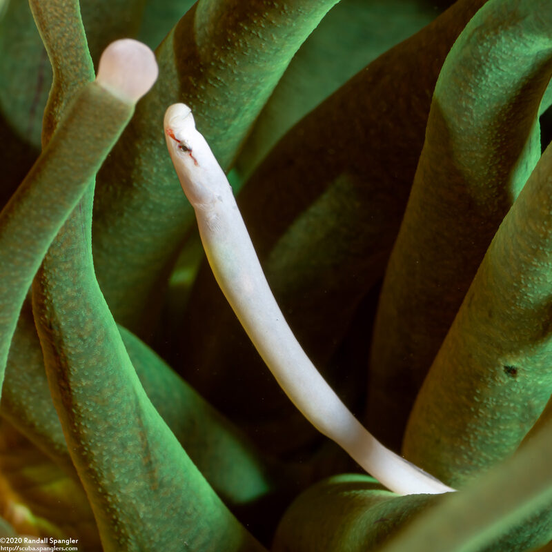 Siokunichthys nigrolineatus (Mushroom Coral Pipefish)