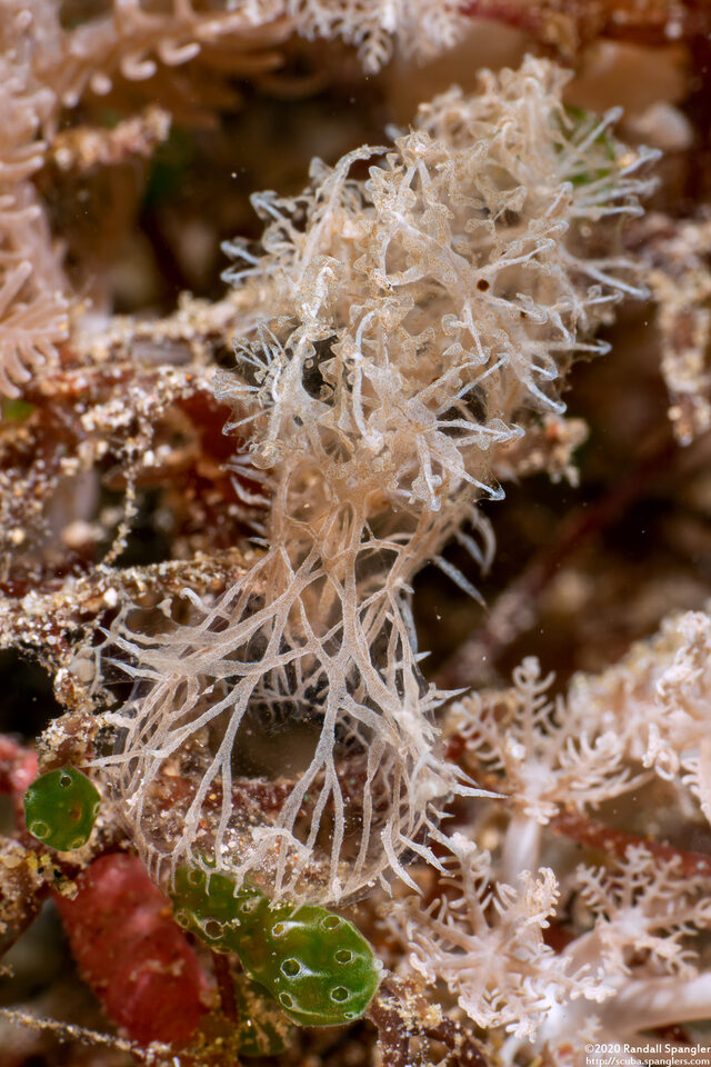 Melibe colemani (Coleman's Melibe)