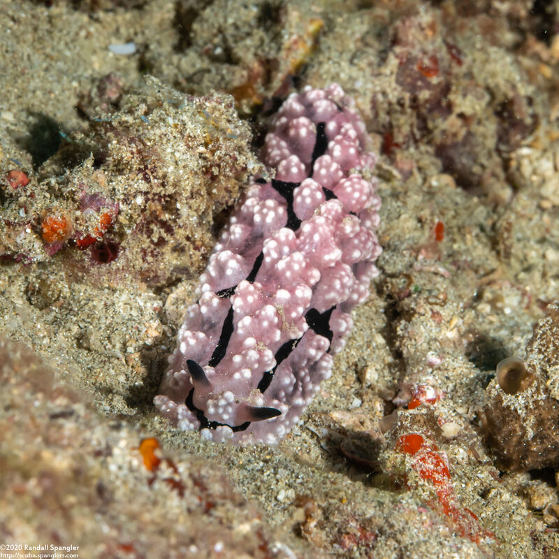 Phyllidiopsis krempfi (Phyllidiopsis Krempfi)