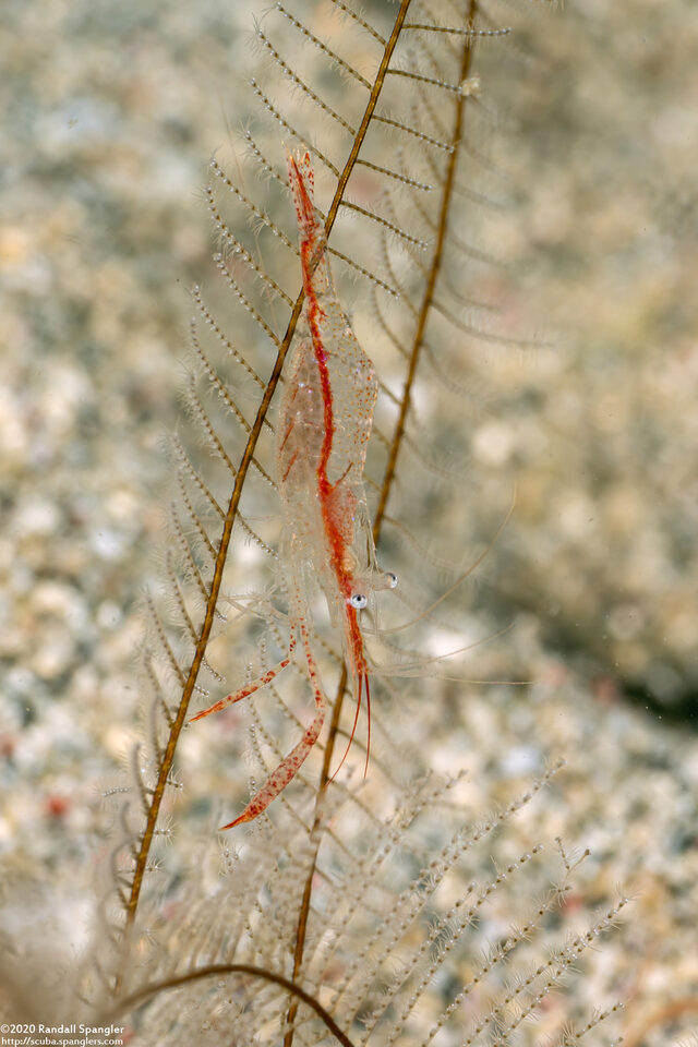 Rapipontonia paragalene (Brownstripe Hydroid Shrimp)